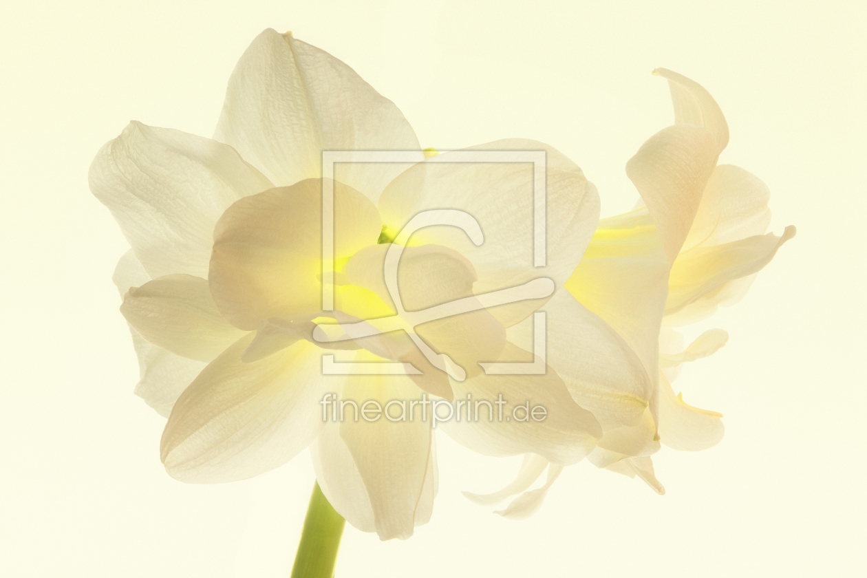 Bild-Nr.: 11639652 Amaryllis erstellt von Thomas Herzog