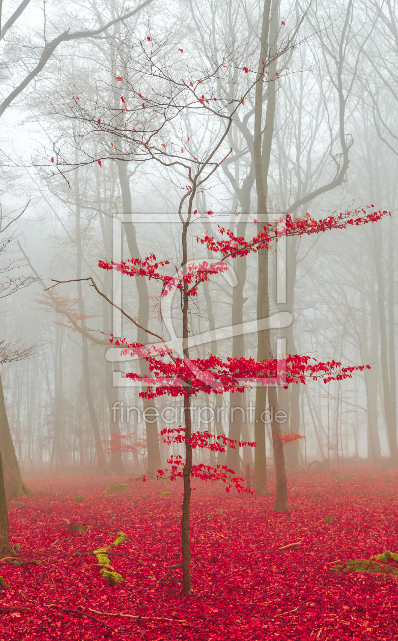 Bild-Nr.: 11641416 Zauberwald in rot und weiß erstellt von wsf-fineartprint