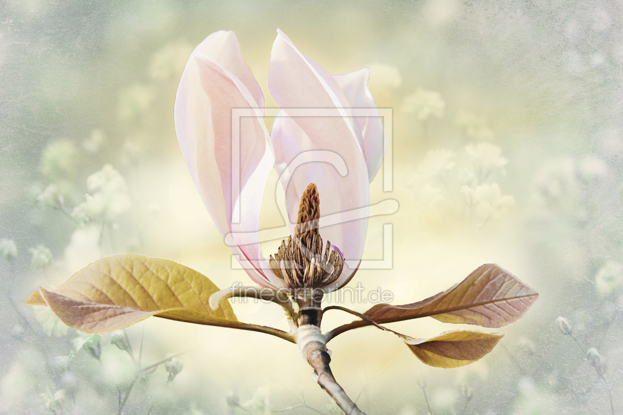 Bild-Nr.: 11642092 Magnolienblüte mit Textur erstellt von SusaZoom