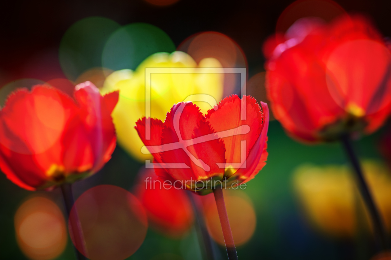 Bild-Nr.: 11642326 Tulpenbokeh erstellt von FotoDeHRO