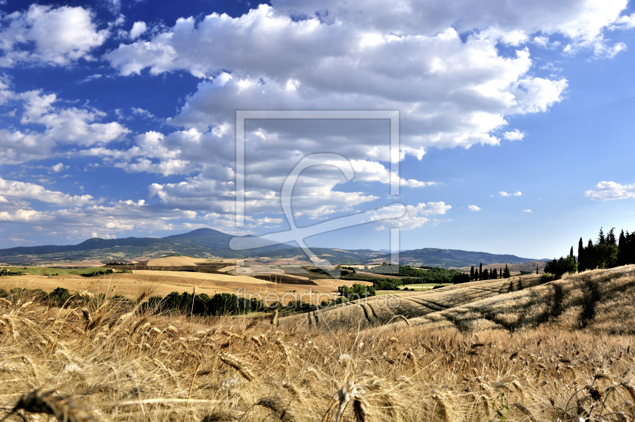 Bild-Nr.: 11644986 Kornfeld der Toskana erstellt von KundenNr-160338