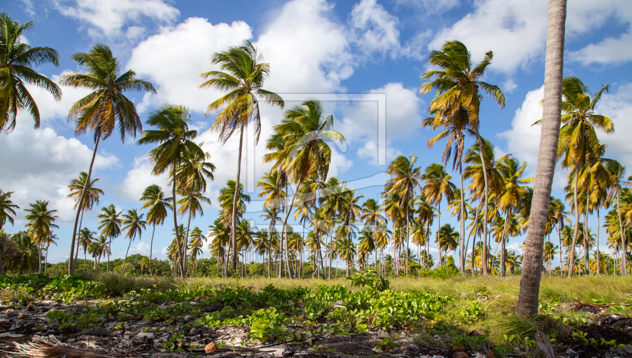 Bild-Nr.: 11645372 Palmen am Strand von Isla Saona erstellt von wsf-fineartprint