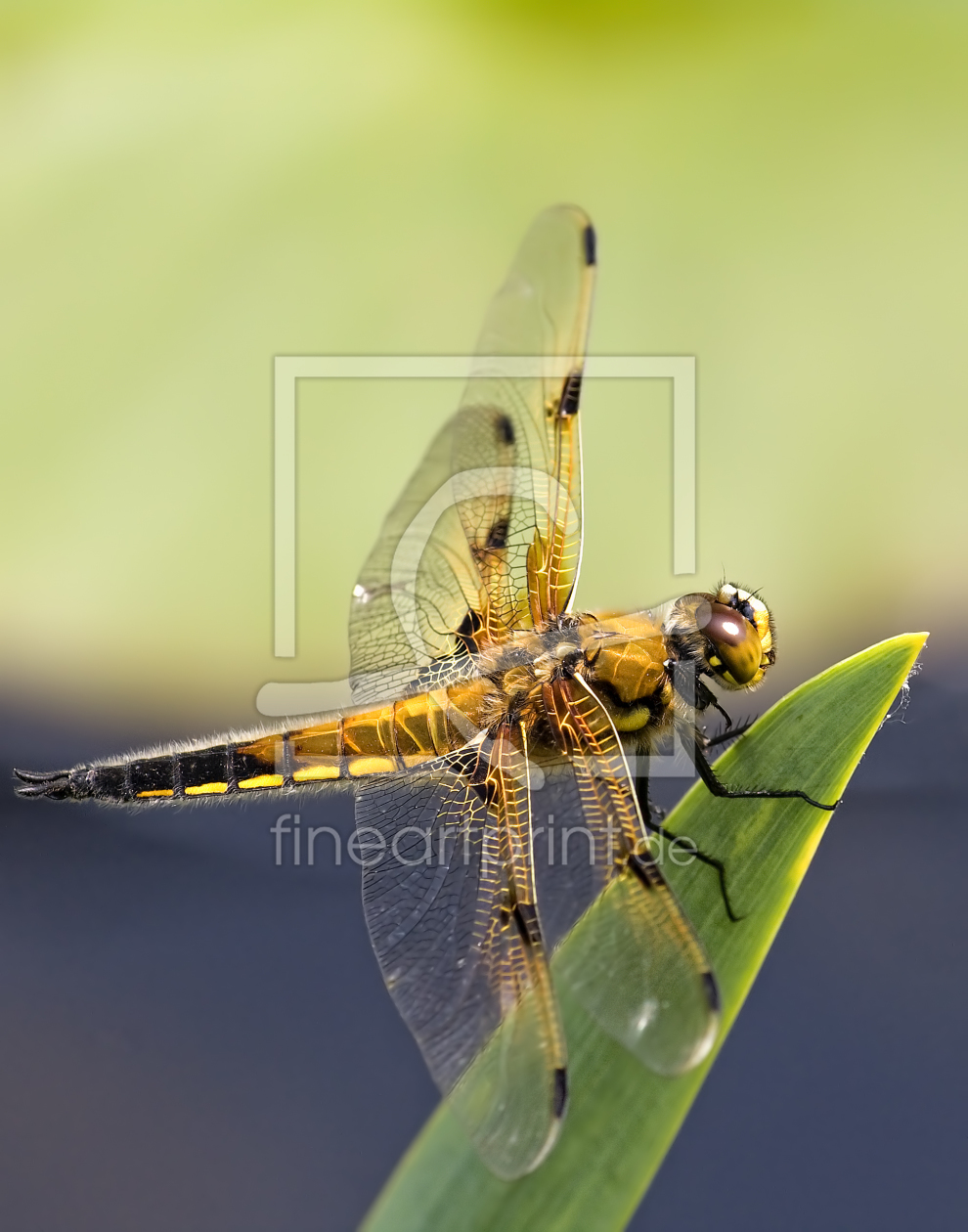 Bild-Nr.: 11645574 Dragonfly erstellt von BandelPictures