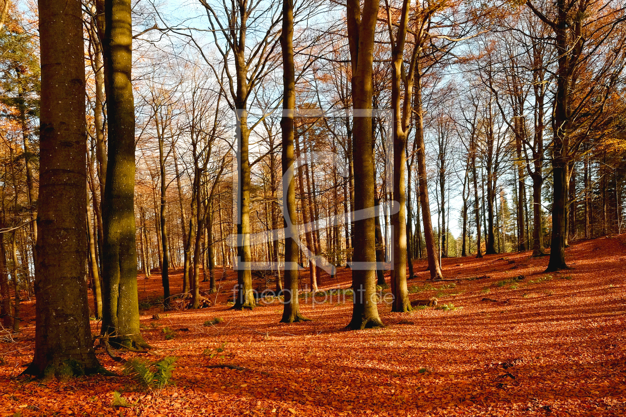 Bild-Nr.: 11645596 Bunter Abendwald erstellt von Ostfriese