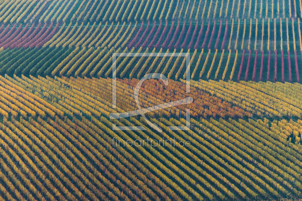 Bild-Nr.: 11646710 Weinberge im Herbst erstellt von wcezanne