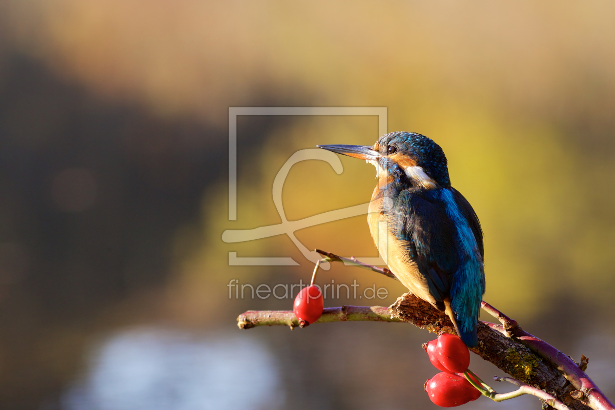 Bild-Nr.: 11646786 Eisvogel erstellt von Jens Kalanke