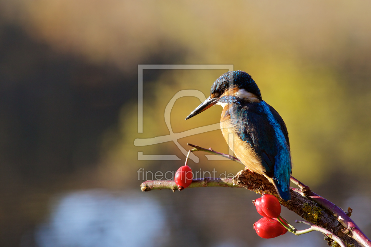 Bild-Nr.: 11646846 Eisvogel erstellt von Jens Kalanke