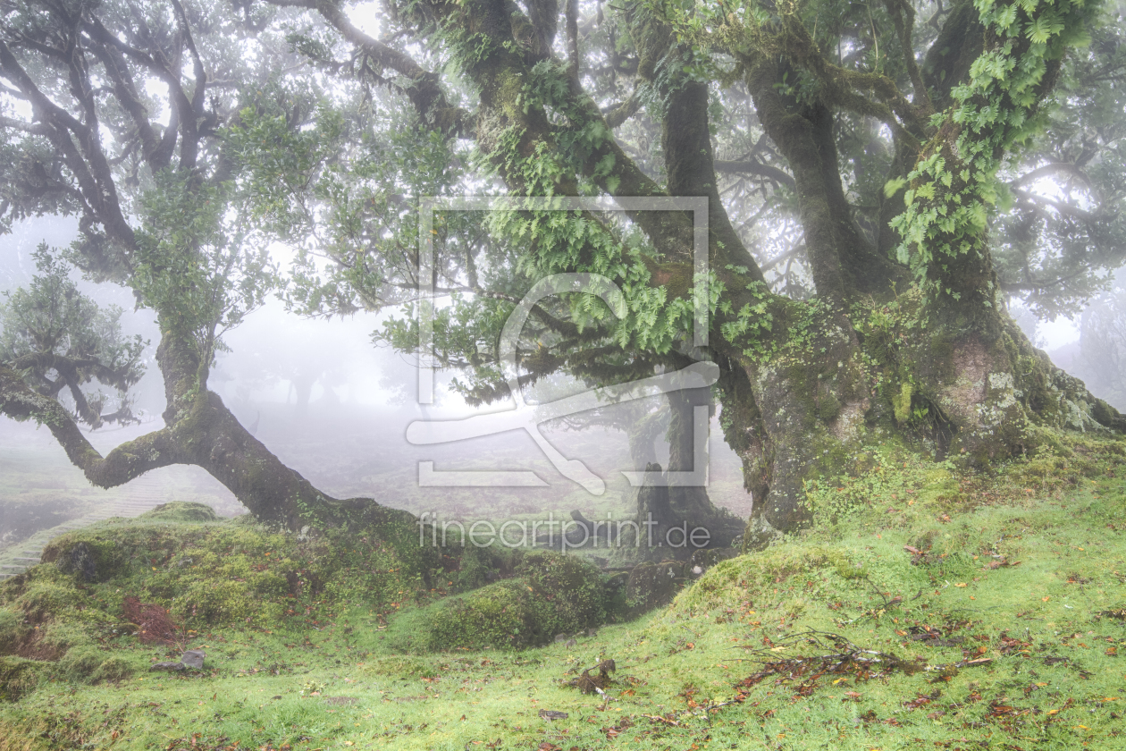 Bild-Nr.: 11646928 Lorbeerwald im Nebel erstellt von Circumnavigation