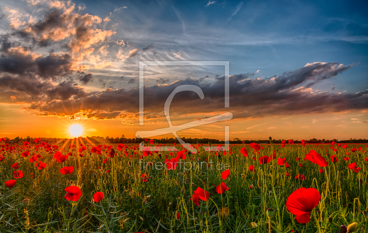 Bild-Nr.: 11647058 Mohnblumenfeld erstellt von Achim Thomae