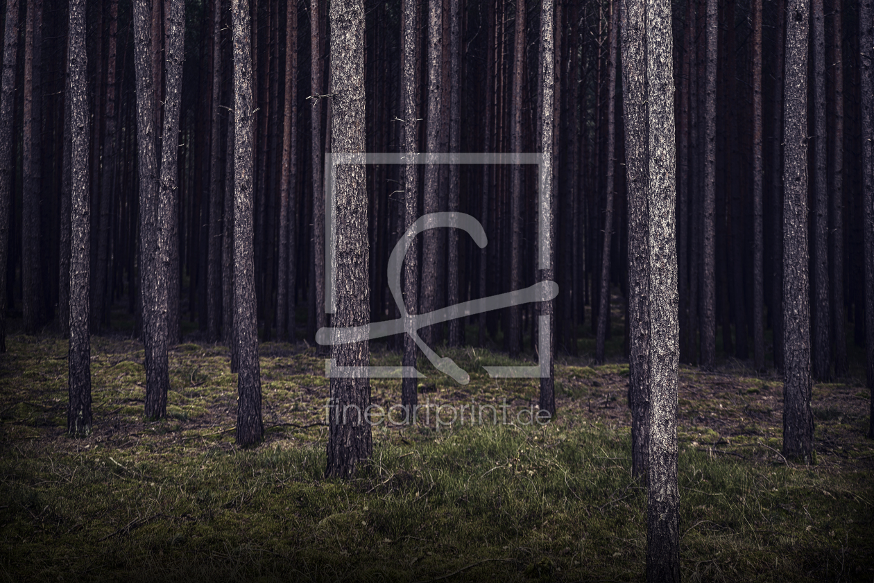 Bild-Nr.: 11647796 Wald Bild-Nr.: 11647796 Wald erstellt von spima