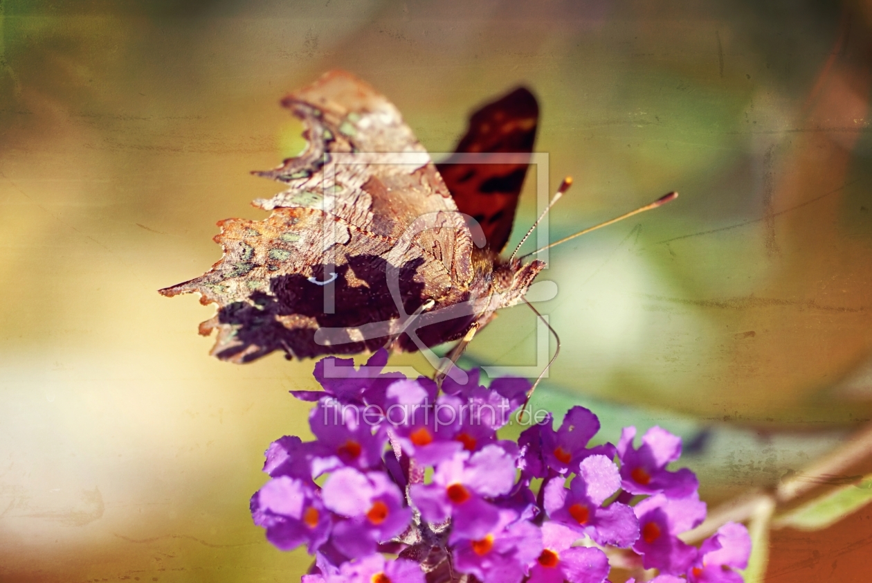 Bild-Nr.: 11651008 Aglais urticae erstellt von youhaveadream
