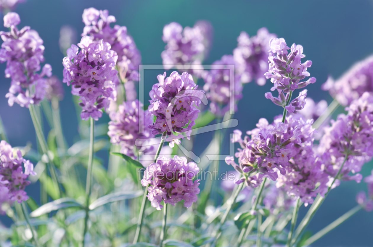 Bild-Nr.: 11651082 Lavendel erstellt von Atteloi