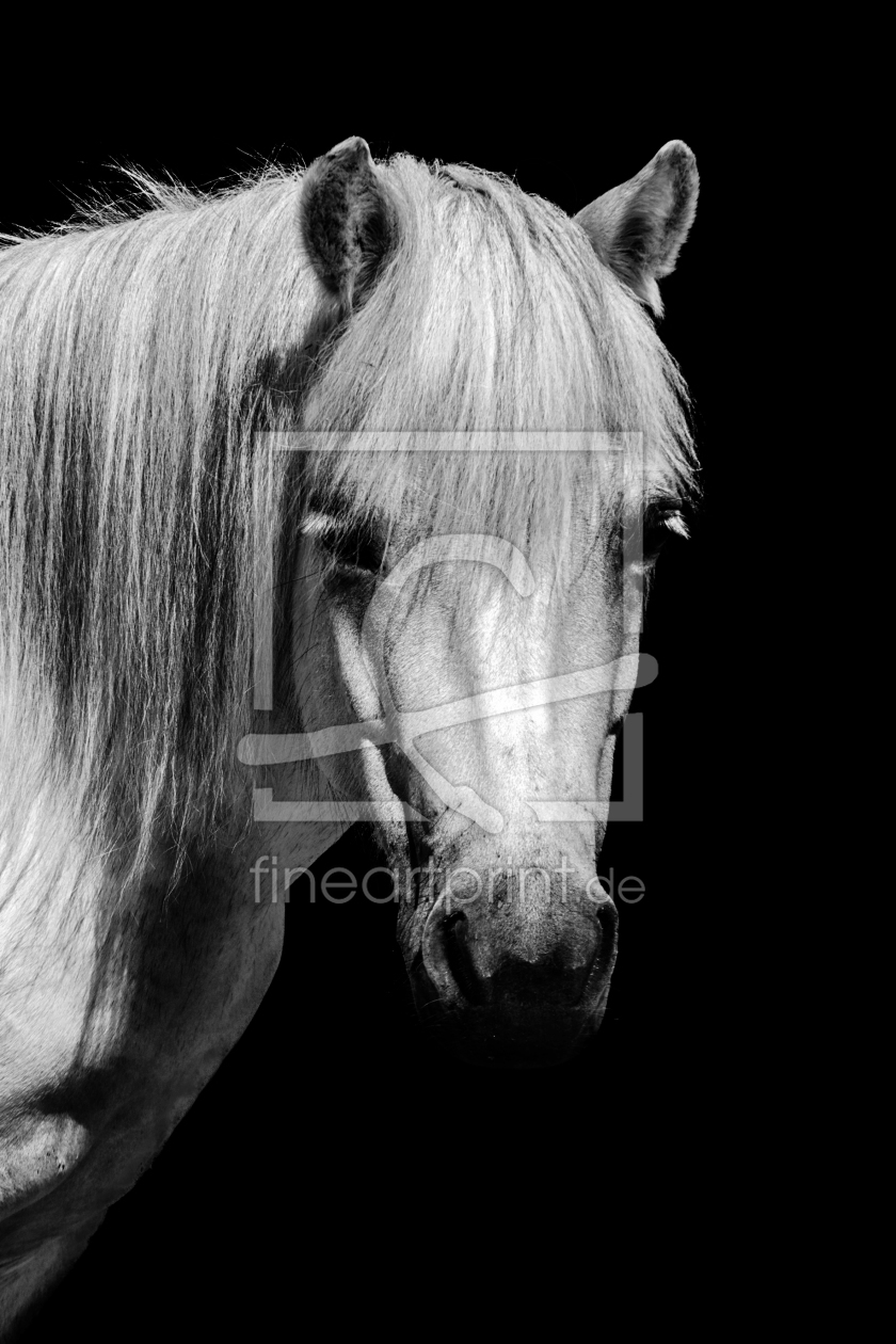 Bild-Nr.: 11651694 Shetland Pony erstellt von Fotochris71