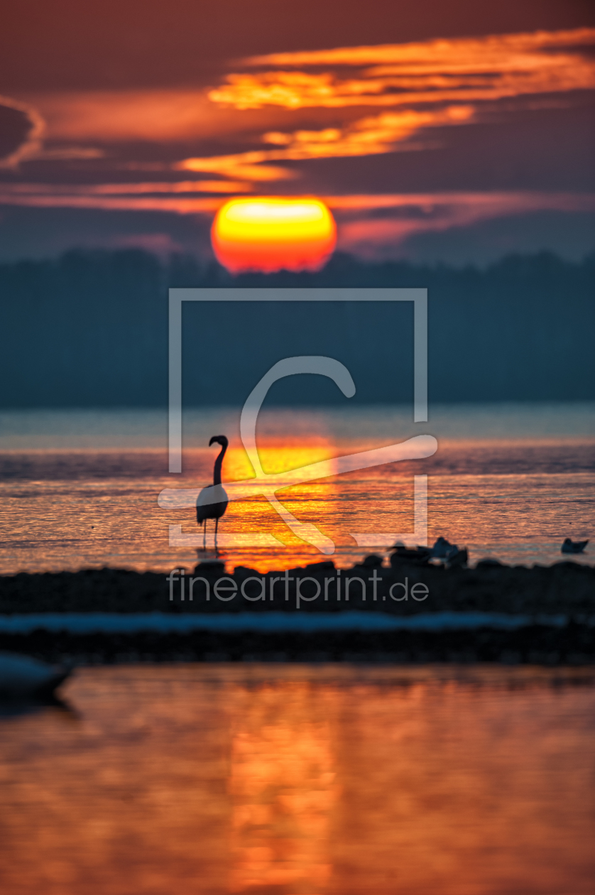 Bild-Nr.: 11651970 Flamingo vor Sonnenuntergang am Chiemsee erstellt von Nikoncharly