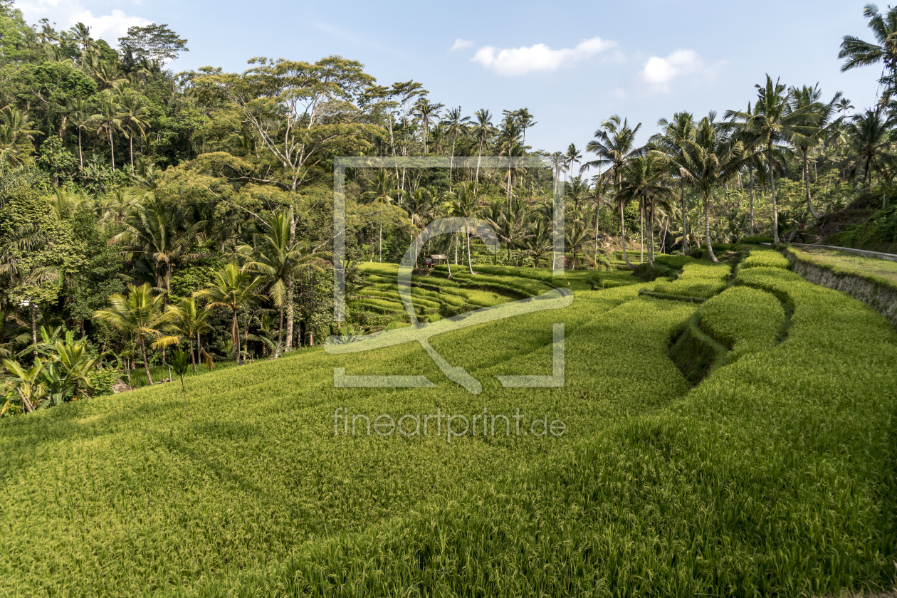 Bild-Nr.: 11652912 Reisterrassen bei Ubud, Bali erstellt von reisefoto
