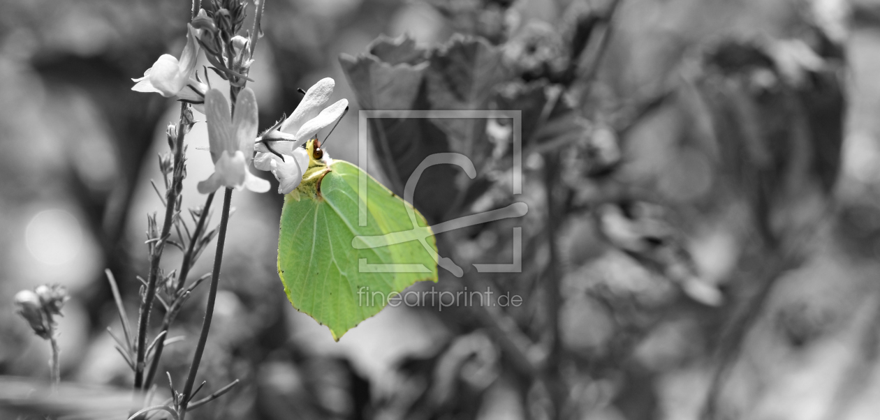 Bild-Nr.: 11653132 Butterfly erstellt von uwejaeger