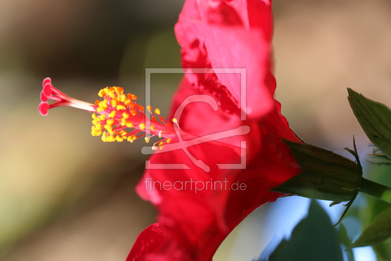 Bild-Nr.: 11653782 Hibiskus IMG_0878 erstellt von Alfons Kühnert