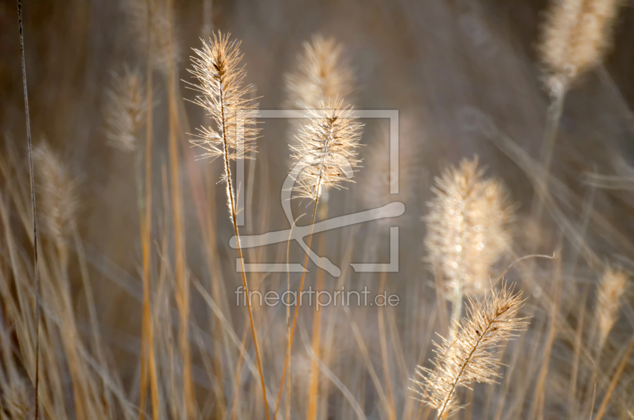 Bild-Nr.: 11654356 Herbstgräser Impression erstellt von Rolf Eschbach