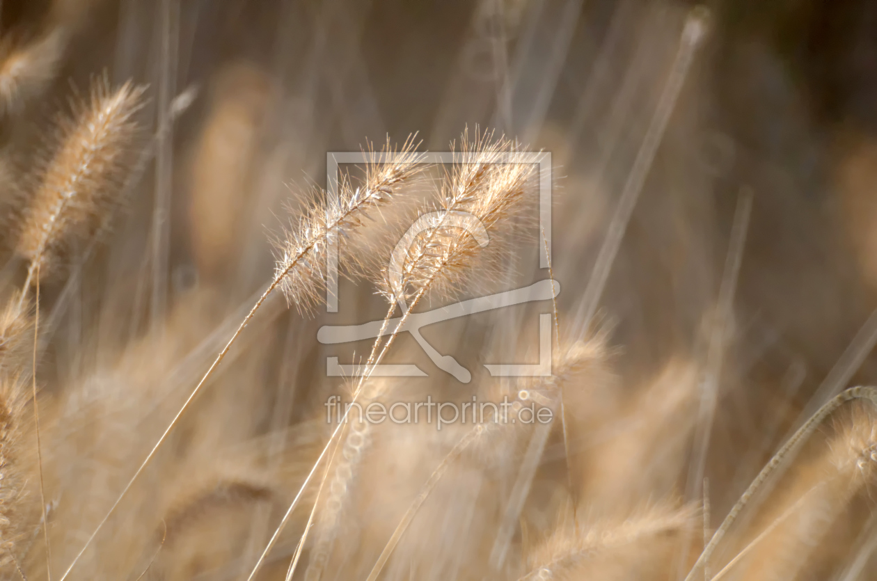 Bild-Nr.: 11654366 Herbstgräser Impression 3 erstellt von Rolf Eschbach