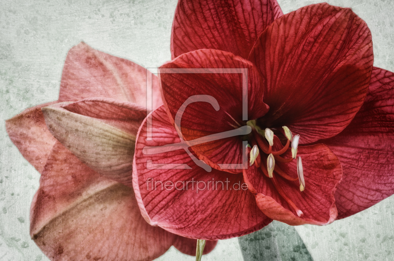 Bild-Nr.: 11657010 Amaryllis erstellt von Rolf Eschbach