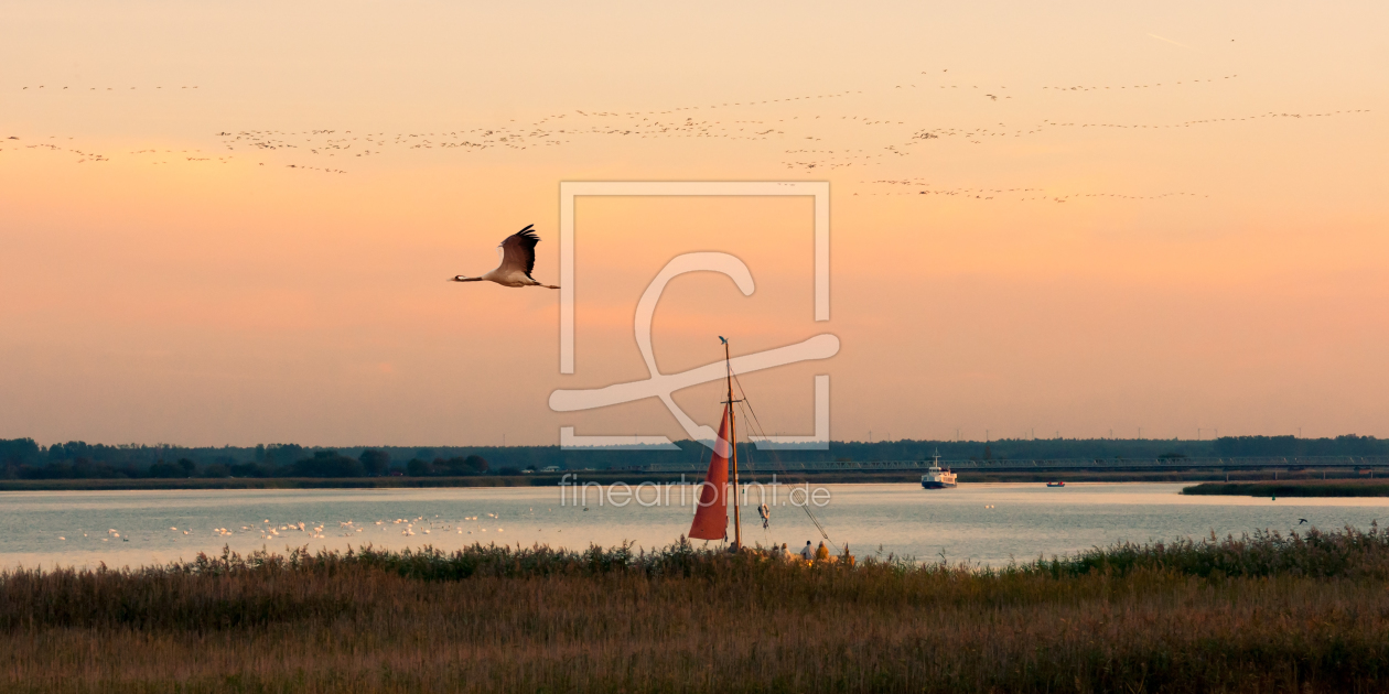 Bild-Nr.: 11657298 Kraniche am Bodden erstellt von Reiner Würz