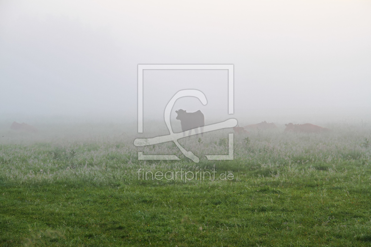 Bild-Nr.: 11658828 Kuhweide im Nebel erstellt von falconer59