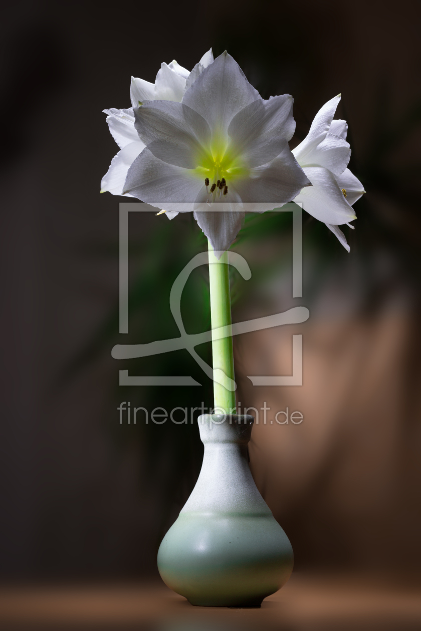 Bild-Nr.: 11659692 Amaryllis erstellt von pixelklaus