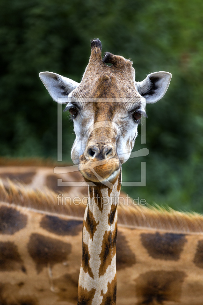 Bild-Nr.: 11663892 Giraffe erstellt von Thomas Herzog
