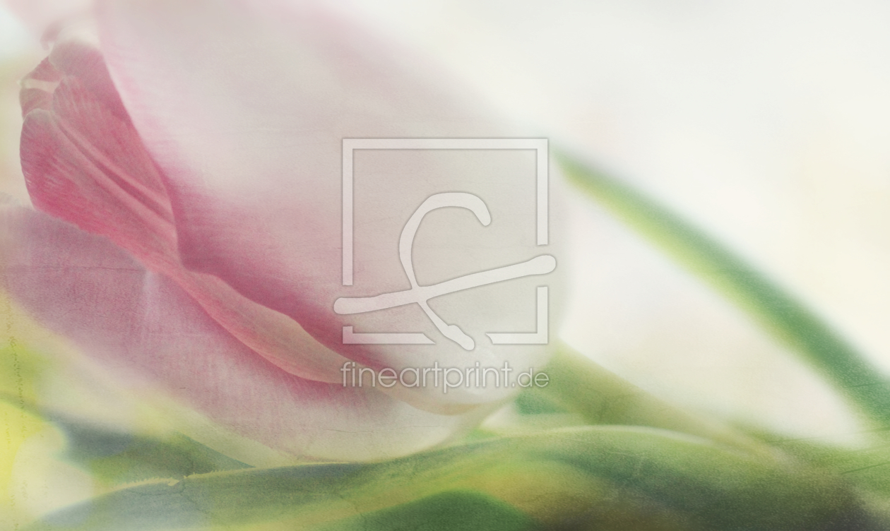 Bild-Nr.: 11663970 Zarte Tulpe Bild-Nr.: 11663970 Zarte Tulpe erstellt von Heike Hultsch