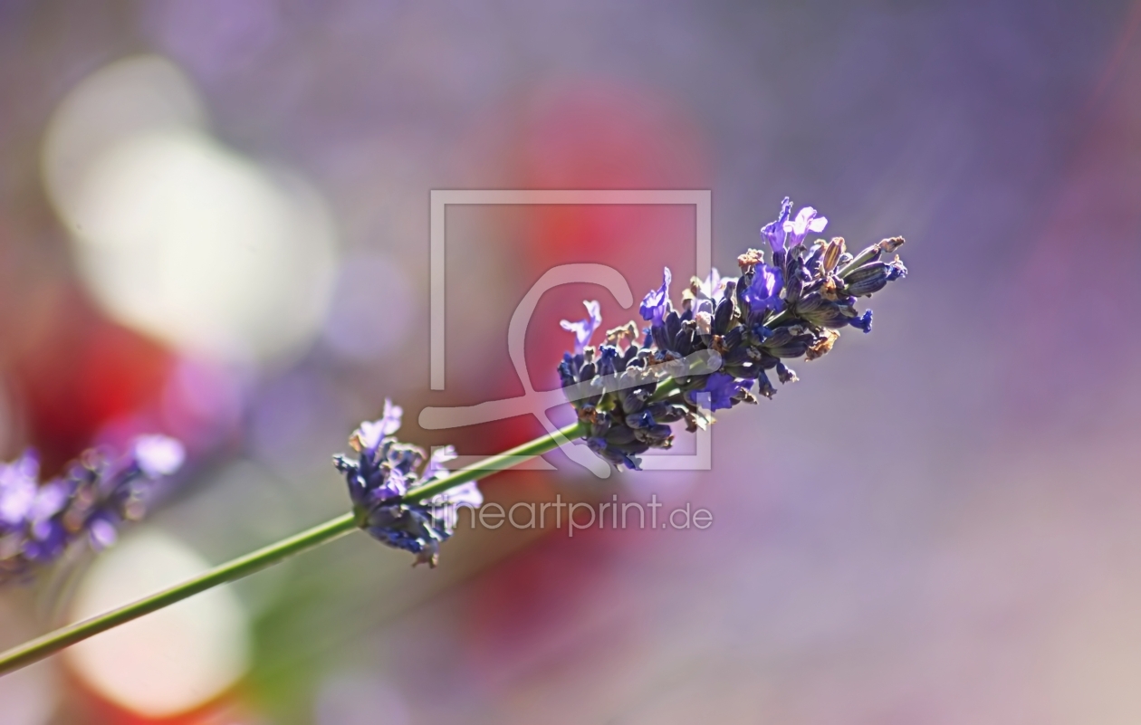 Bild-Nr.: 11665482 Lavendel-Duft erstellt von youhaveadream