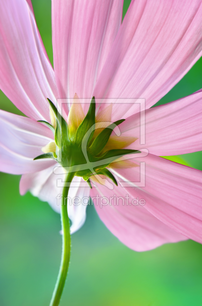 Bild-Nr.: 11665538 Cosmea erstellt von Atteloi