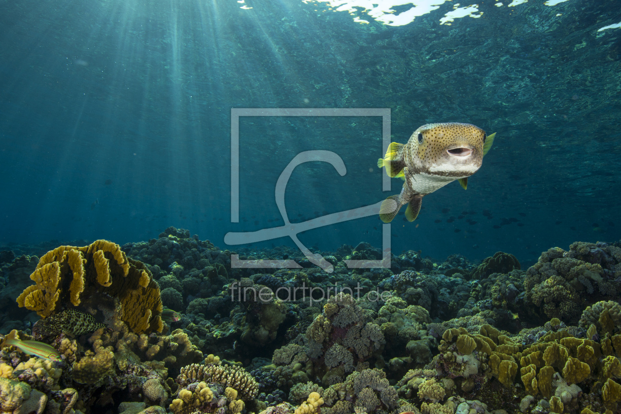Bild-Nr.: 11668982 Kugelfisch erstellt von Happo