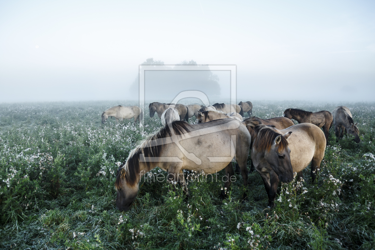 Bild-Nr.: 11669150 Wildpferde_05 erstellt von Eisermann-Fotografie