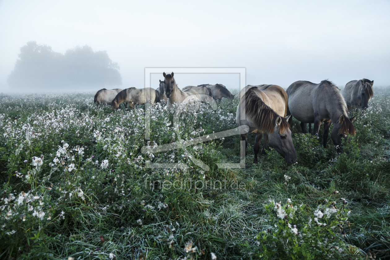 Bild-Nr.: 11669152 Wildpferde_06 erstellt von Eisermann-Fotografie