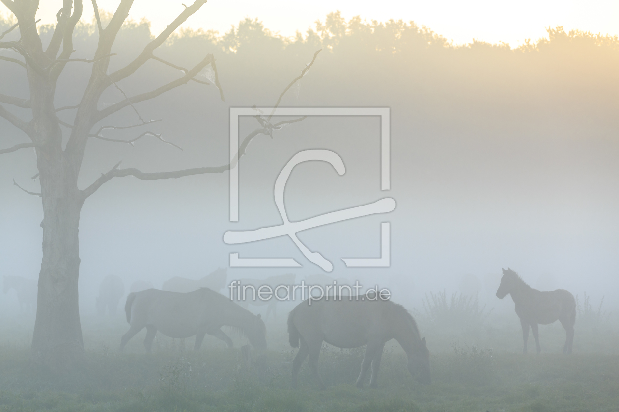 Bild-Nr.: 11669154 Wildpferde_07 erstellt von Eisermann-Fotografie