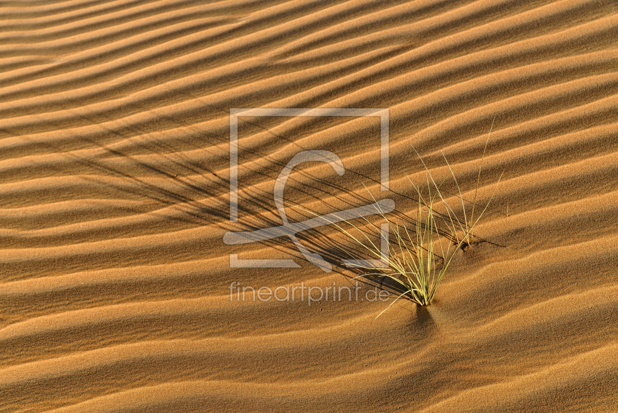 Bild-Nr.: 11669742 Grün in der Wüste erstellt von Achim Thomae
