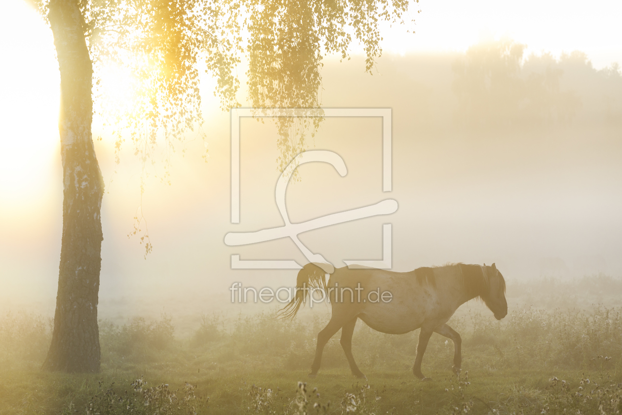 Bild-Nr.: 11669864 Wildpferde_08 erstellt von Eisermann-Fotografie