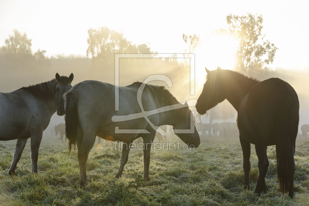 Bild-Nr.: 11669866 Wildpferde_09 erstellt von Eisermann-Fotografie