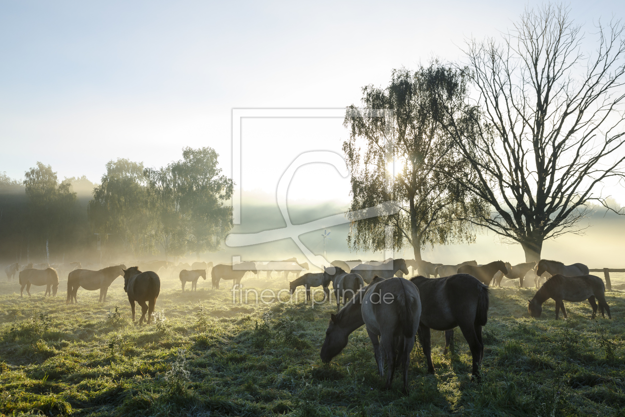 Bild-Nr.: 11669874 Wildpferde_13 erstellt von Eisermann-Fotografie