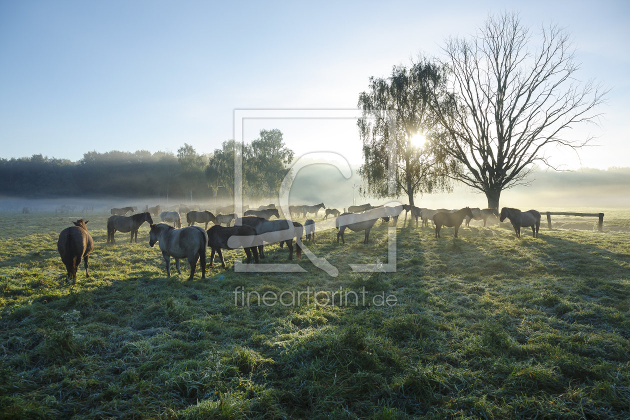 Bild-Nr.: 11669878 Wildpferde_15 erstellt von Eisermann-Fotografie