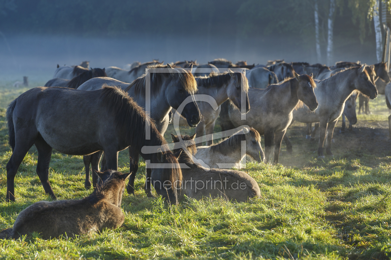 Bild-Nr.: 11669880 Wildpferde_16 erstellt von Eisermann-Fotografie