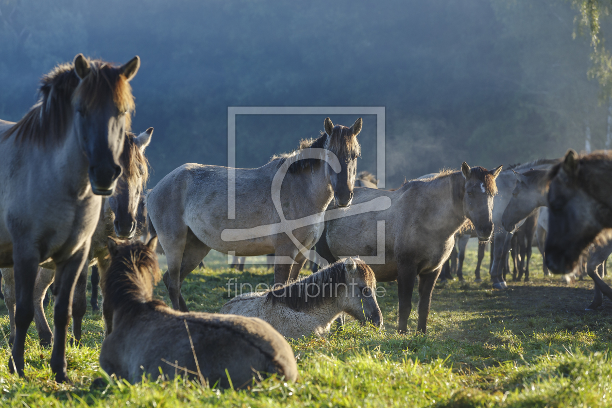 Bild-Nr.: 11669882 Wildpferde_17 erstellt von Eisermann-Fotografie