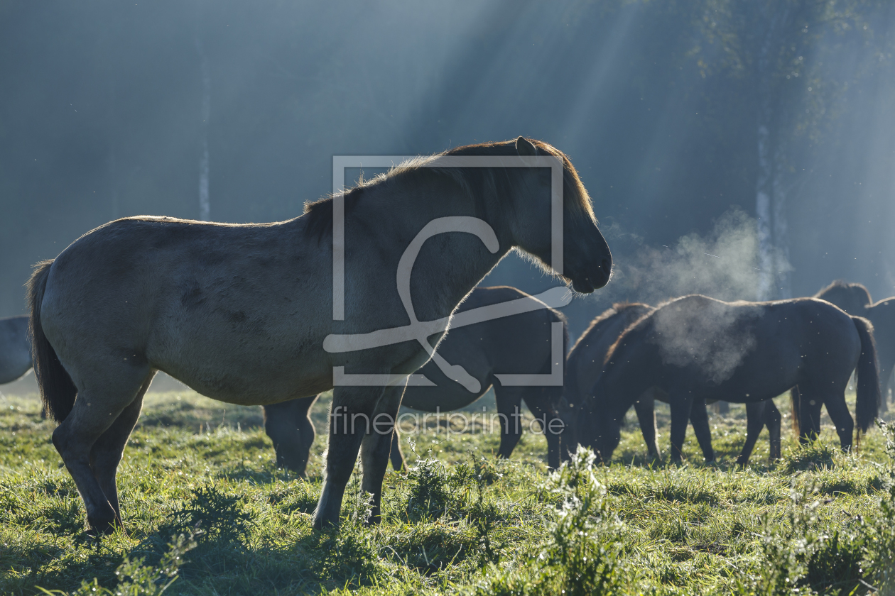 Bild-Nr.: 11669884 Wildpferde_18 erstellt von Eisermann-Fotografie