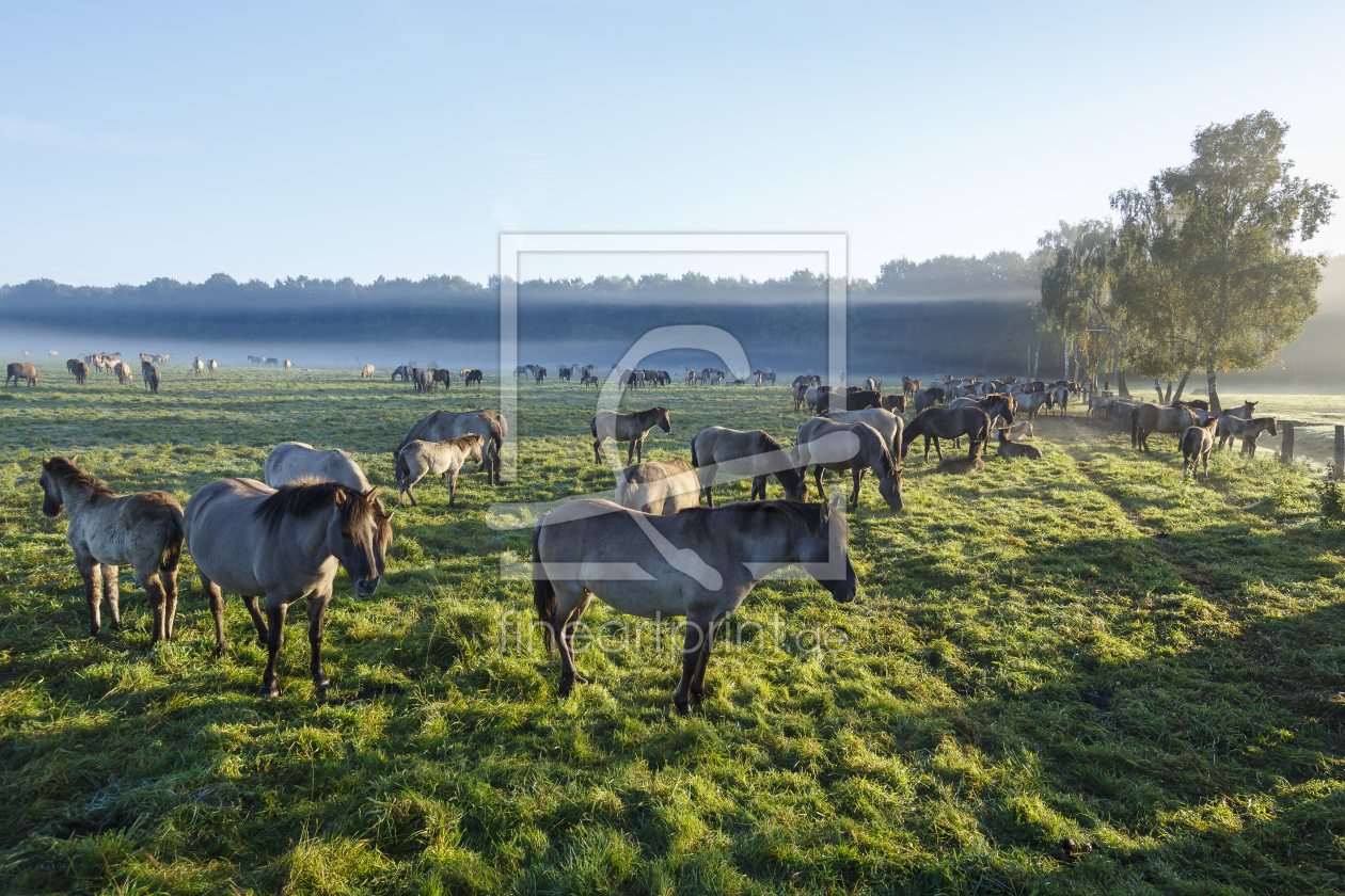 Bild-Nr.: 11669896 Wildpferde_23 erstellt von Eisermann-Fotografie