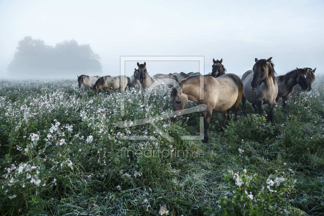 Bild-Nr.: 11669904 Wildpferde_27 erstellt von Eisermann-Fotografie