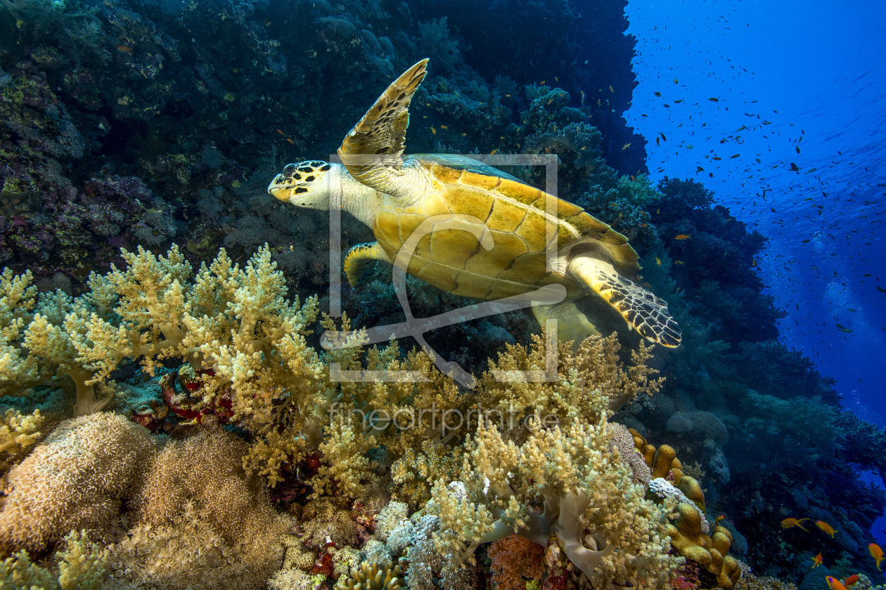 Bild-Nr.: 11669946 Grüne Schildkröte erstellt von Happo