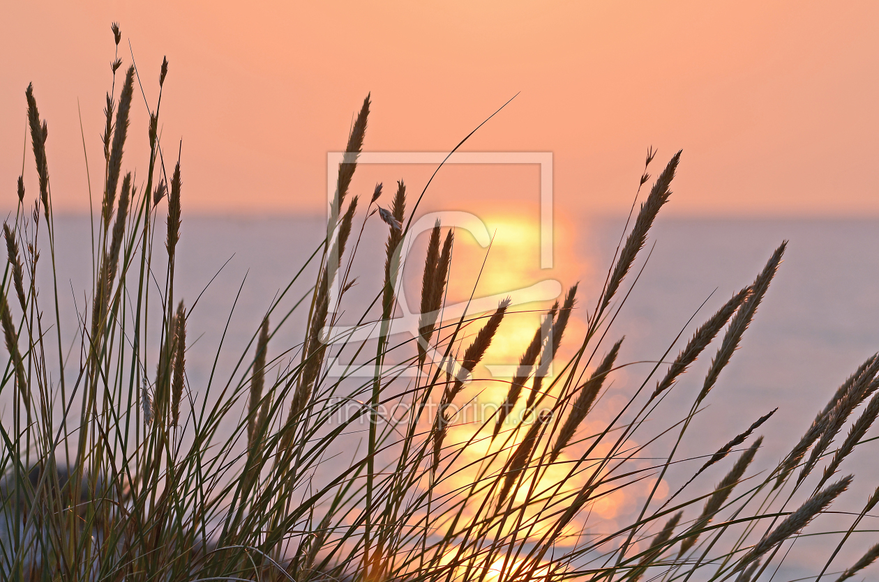 Bild-Nr.: 11671814 Sanft wiegt das Dünengras im Abendwind erstellt von Ostfriese