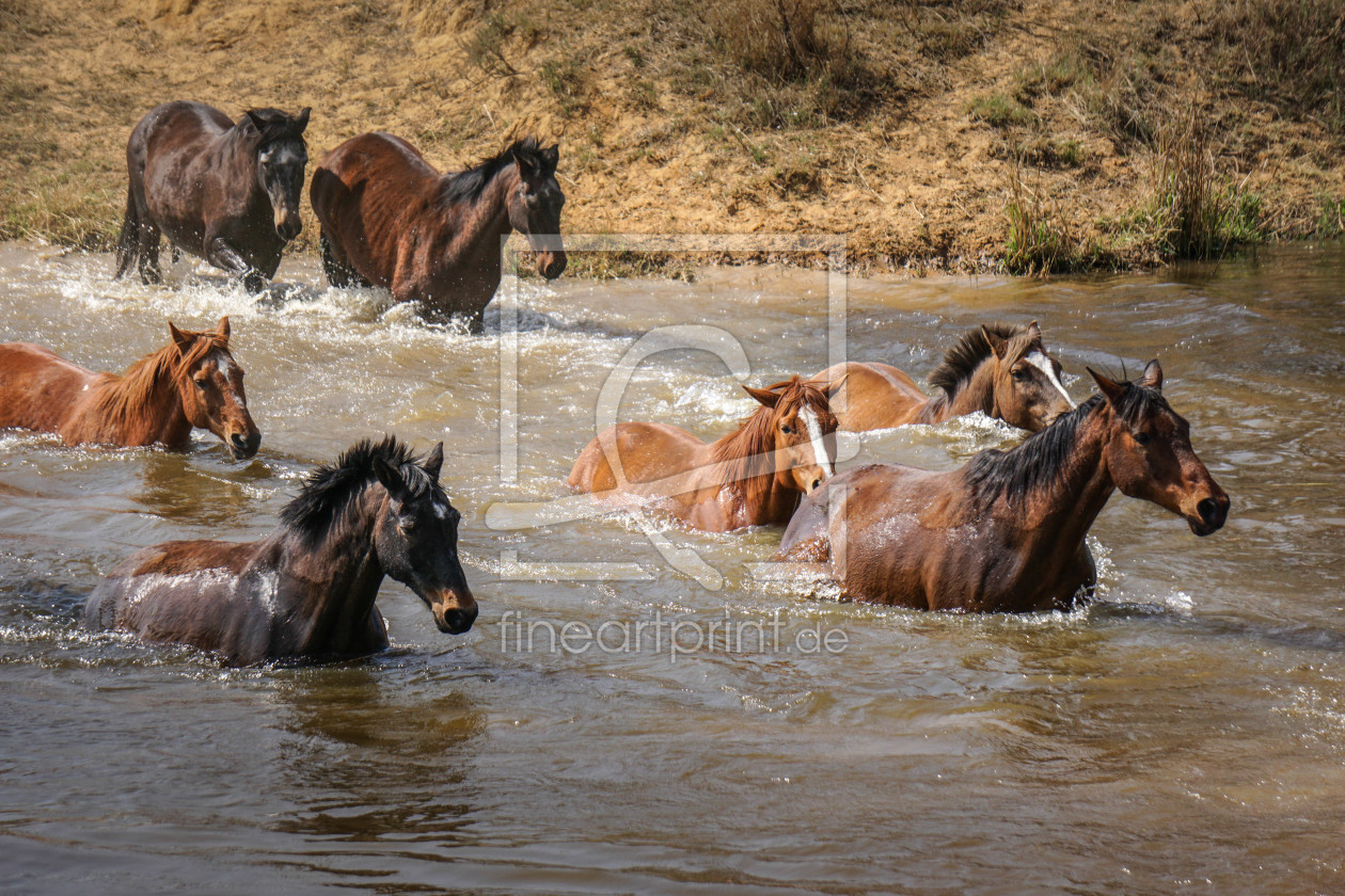 Bild-Nr.: 11671918 Pferde im Wasser - und raus! erstellt von Steff1911