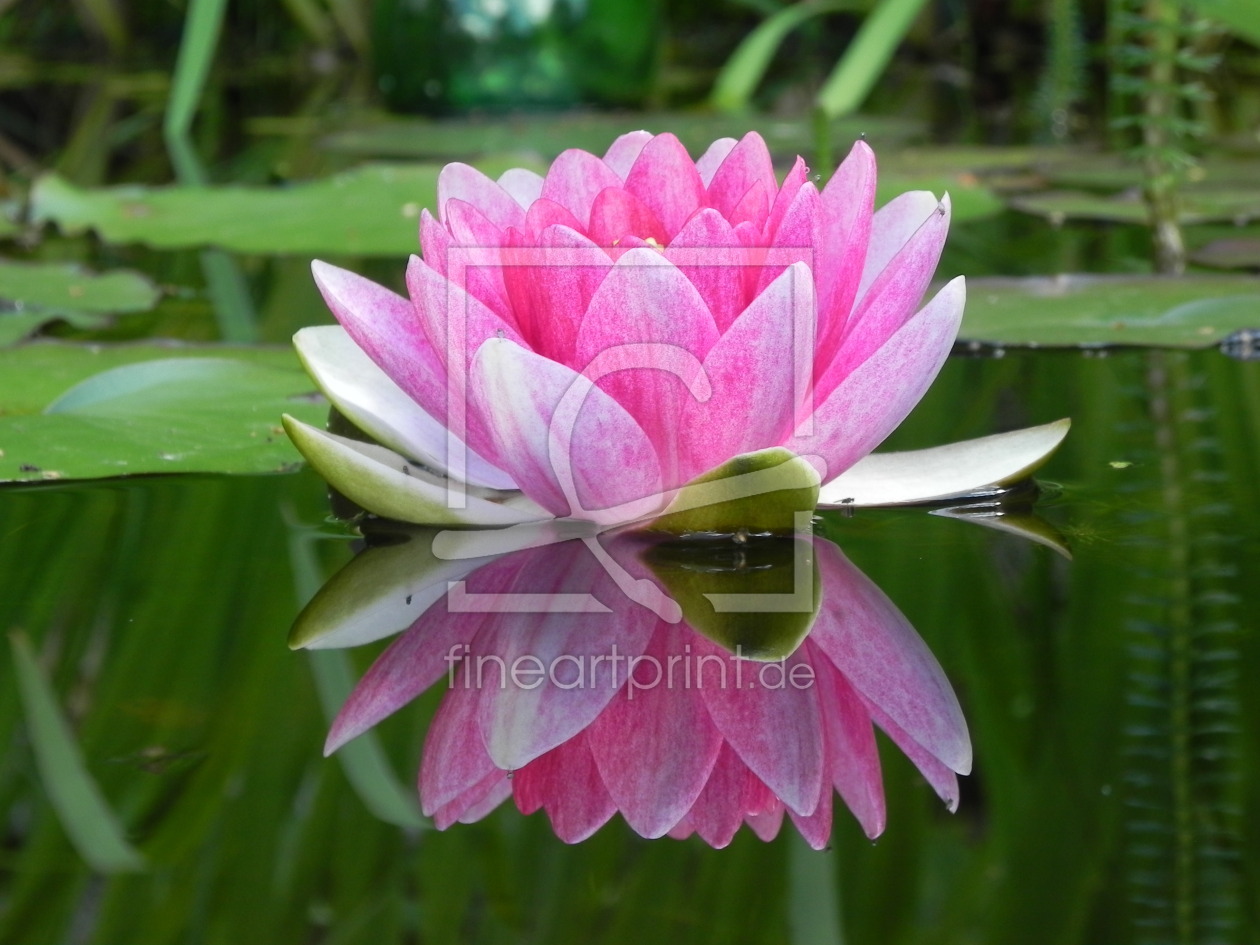 Bild-Nr.: 11674102 Spiegelrose erstellt von PurNatur