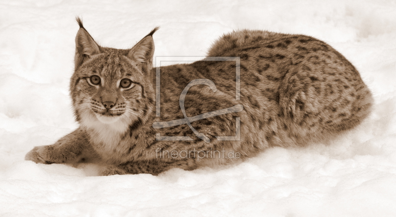 Bild-Nr.: 11675650 Luchs -sepia- erstellt von GUGIGEI